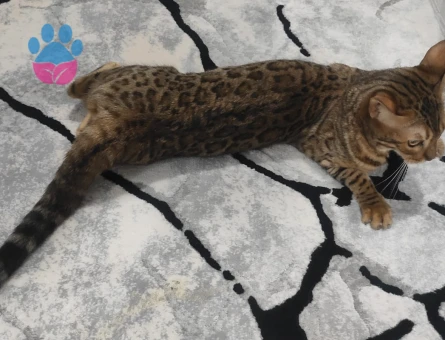 Safkan Dişi Bengal Kedim Yuva Arıyor