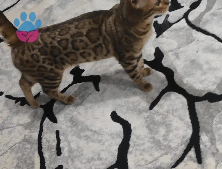 Safkan Dişi Bengal Kedim Yuva Arıyor