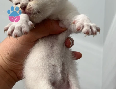 2 Aylık Beyaz Scottish Fold Yavrum
