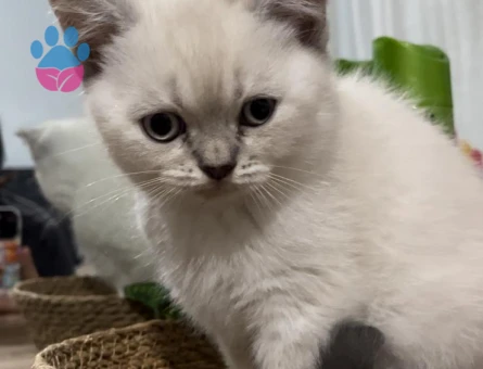 2 Aylık Beyaz Scottish Fold Yavrum