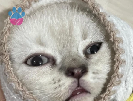 2 Aylık Beyaz Scottish Fold Yavrum