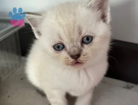 2 Aylık Beyaz Scottish Fold Yavrum