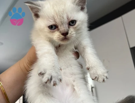 2 Aylık Beyaz Scottish Fold Yavrum