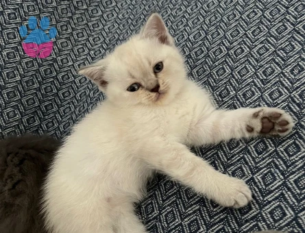 2 Aylık Beyaz Scottish Fold Yavrum