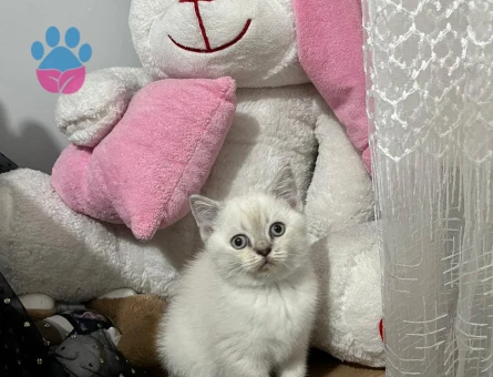 2 Aylık Beyaz Scottish Fold Yavrum