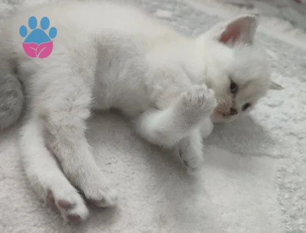 2 Aylık Beyaz Scottish Fold Yavrum