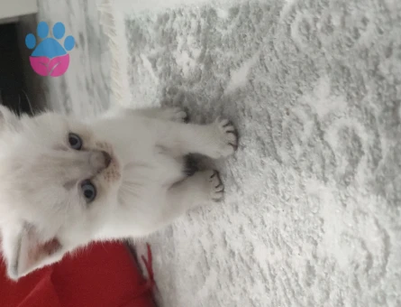 2 Aylık Beyaz Scottish Fold Yavrum