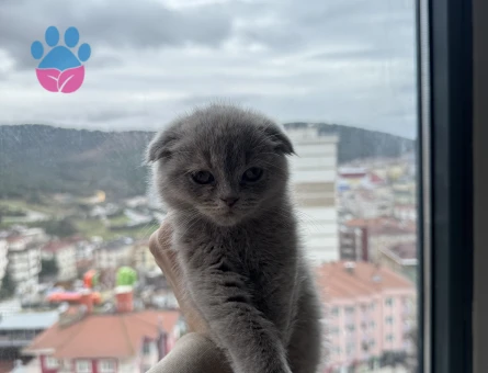 Eşsiz yavrum scottish fold