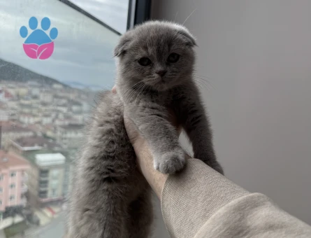 Eşsiz yavrum scottish fold
