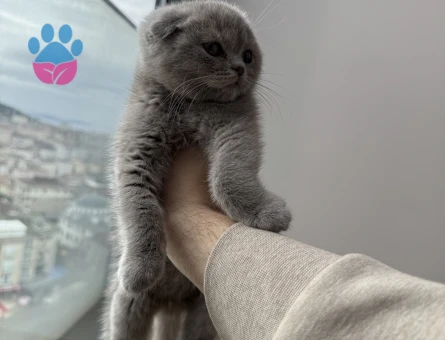 Eşsiz yavrum scottish fold