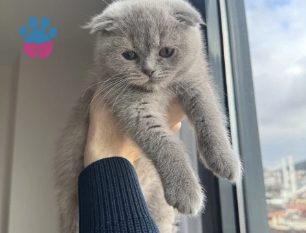 Eşsiz yavrum scottish fold