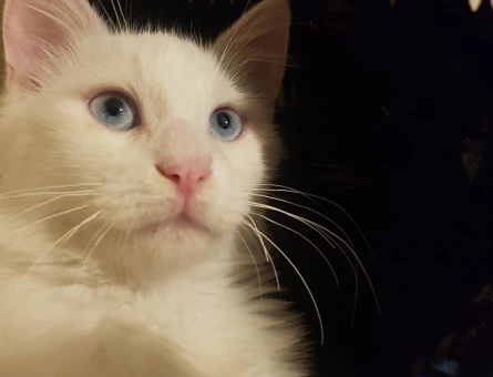 Boncuk Mavisi Deli Çocuk