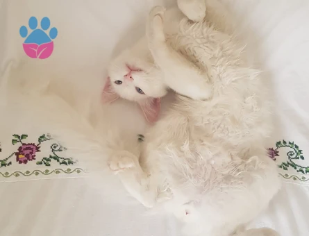 Boncuk Mavisi Deli Çocuk