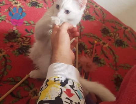 Boncuk Mavisi Deli Çocuk