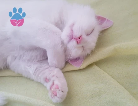 Boncuk Mavisi Deli Çocuk