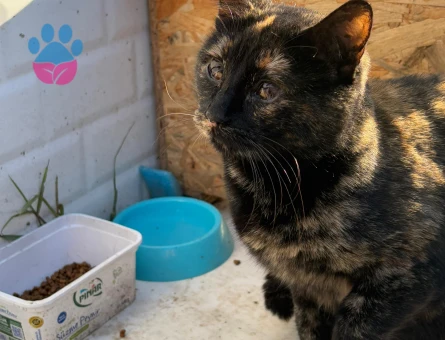 DÜNYALAR GÜZELİ TORTİ YUVA ARIYOR