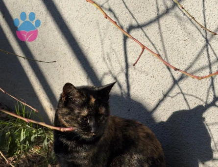 DÜNYALAR GÜZELİ TORTİ YUVA ARIYOR