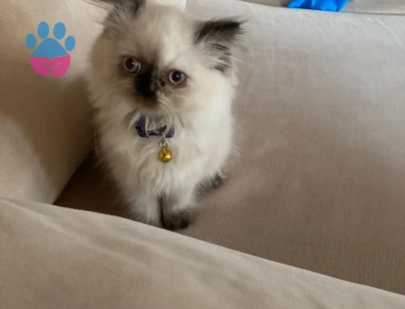 Duygularınızı değiştirecek bebislerim yeni ailelerini bekliyo