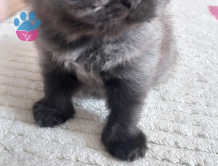 Duygularınızı değiştirecek bebislerim yeni ailelerini bekliyo