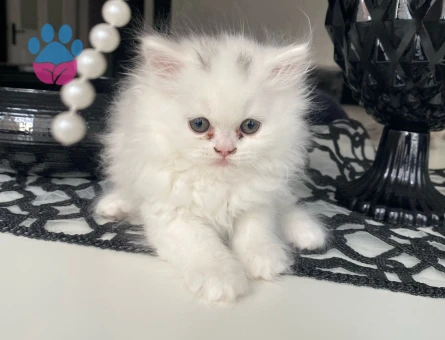 Duygularınızı değiştirecek bebislerim yeni ailelerini bekliyo