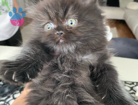 Duygularınızı değiştirecek bebislerim yeni ailelerini bekliyo