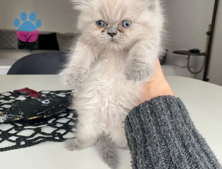 Duygularınızı değiştirecek bebislerim yeni ailelerini bekliyo