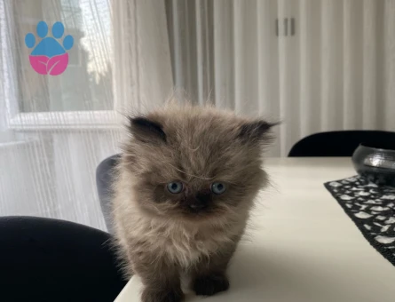 Duygularınızı değiştirecek bebislerim yeni ailelerini bekliyo