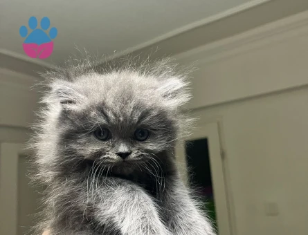 Duygularınızı değiştirecek bebislerim yeni ailelerini bekliyo