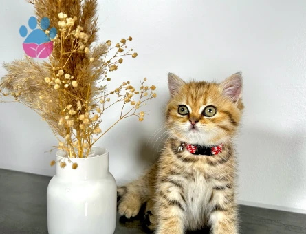 British Shorthair Golden 2 Aylık