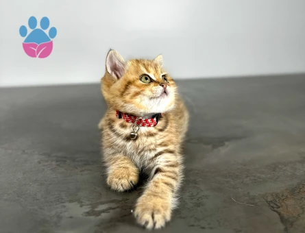 British Shorthair Golden 2 Aylık