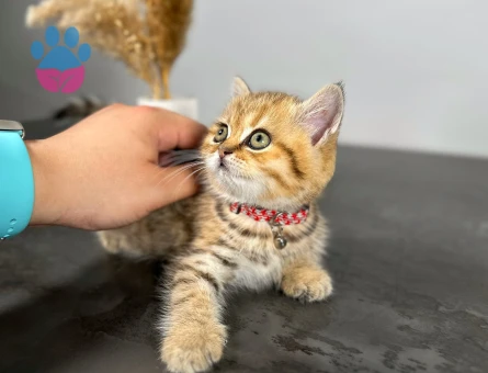 British Shorthair Golden 2 Aylık