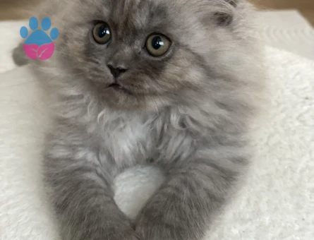 Chinchilla & Scottish fold