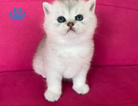 Baby Face british silver dişi 2 aylık