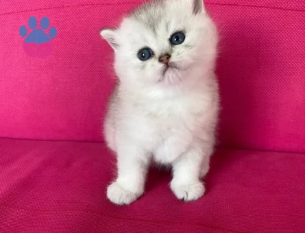 Baby Face british silver dişi 2 aylık