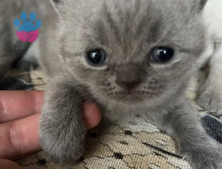 British Shorthair Maviş 1 Aylık