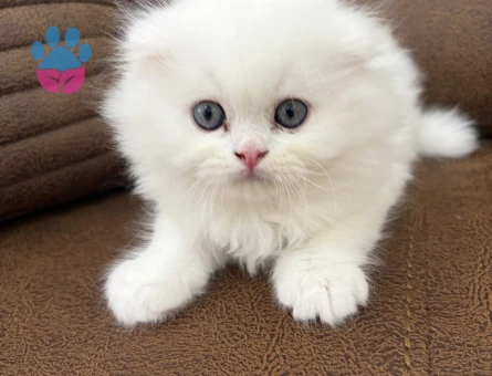 Scottish Fold Longhair 2 Aylık Mavi Gözlü