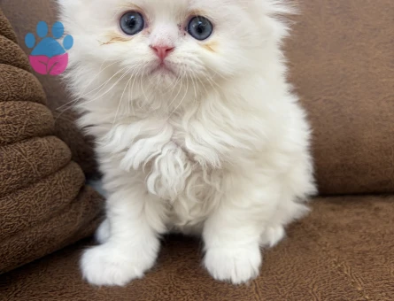 Scottish Fold Longhair 2 Aylık Mavi Gözlü