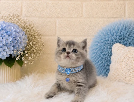 British Shorthair Tabby Erkek Yavrumuz - 4417