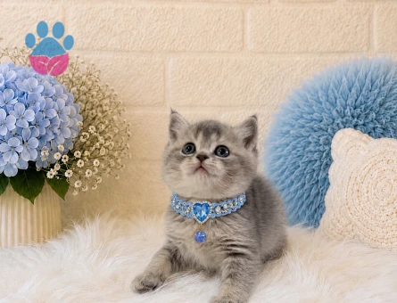 British Shorthair Tabby Erkek Yavrumuz