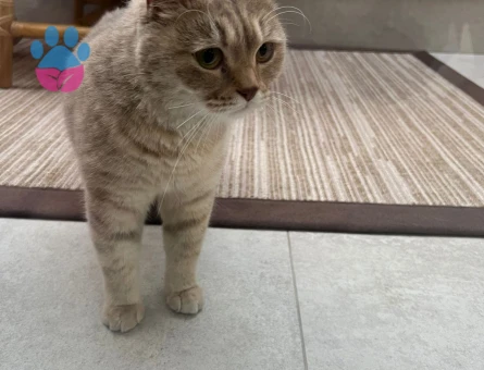 British Shorthair dişi kedi ücretsiz