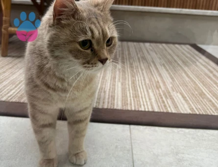 British Shorthair dişi kedi ücretsiz
