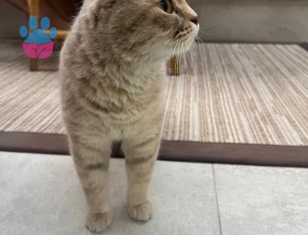 British Shorthair dişi kedi ücretsiz