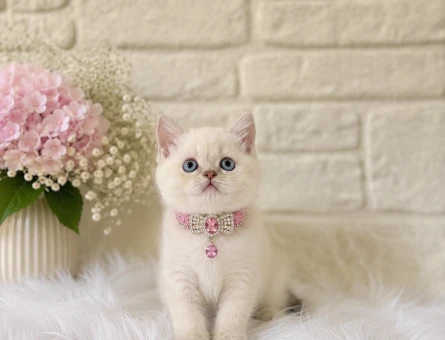 Muhteşem Güzellik British Shorthair Dişi - 4418