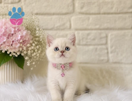 Muhteşem Güzellik British Shorthair Dişi
