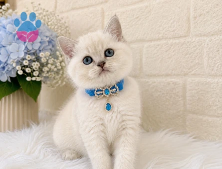 Tombul Yanak British Shorthair 2 Aylık Erkek