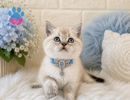 British Shorthair Lynx Point Erkek Yavrumuz