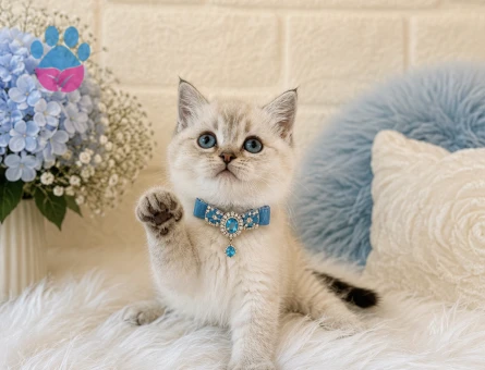 British Shorthair Lynx Point Erkek Yavrumuz - 4420