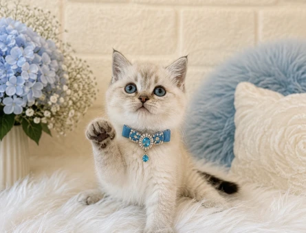 British Shorthair Lynx Point Erkek Yavrumuz - 4420