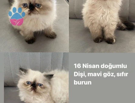 Yavru  himalaya haskan İran kedisi