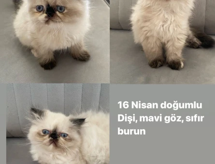 Yavru  himalaya haskan İran kedisi